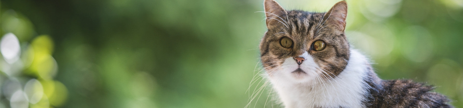 Katzen-Ergänzungsfuttermittel zur Stärkung der Gelenke