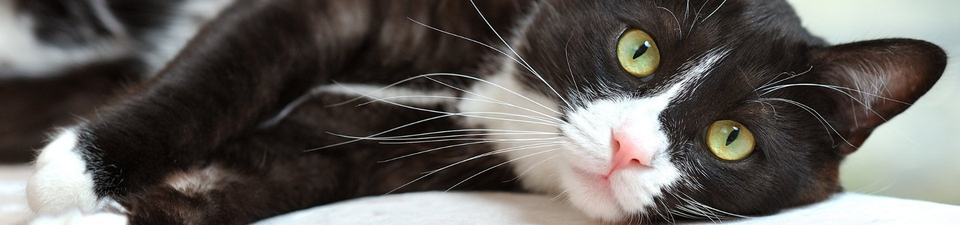 Katzen-Ergänzungsfuttermittel zur Stärkung des Immunsystems