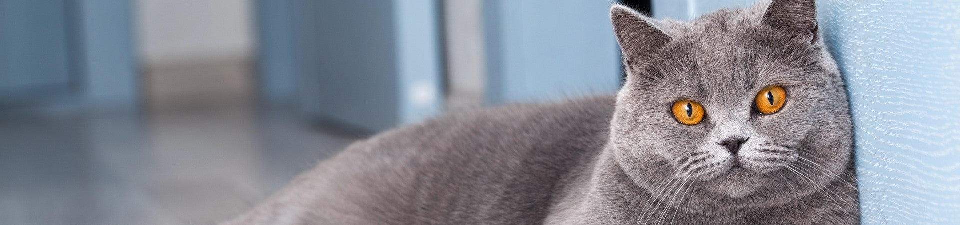 Katzen-Ergänzungsfuttermittel für die Harnwege und Blase