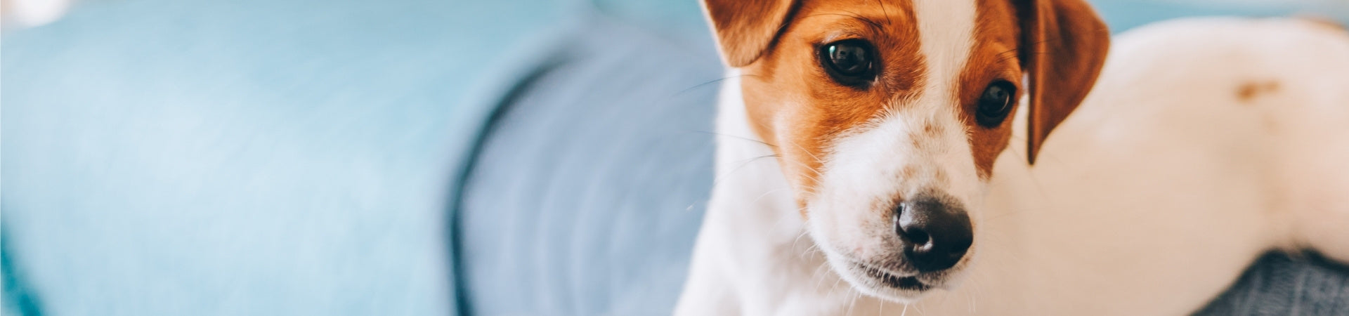 Hunde-Ergänzungsfuttermittel für die Bauchspeicheldrüse