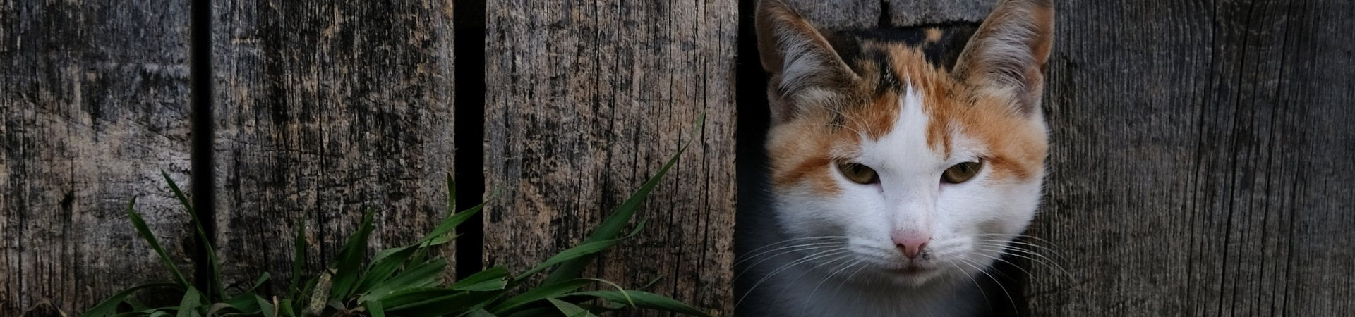 Katzen-Ergänzungsfuttermittel zur Beruhigung des Magens