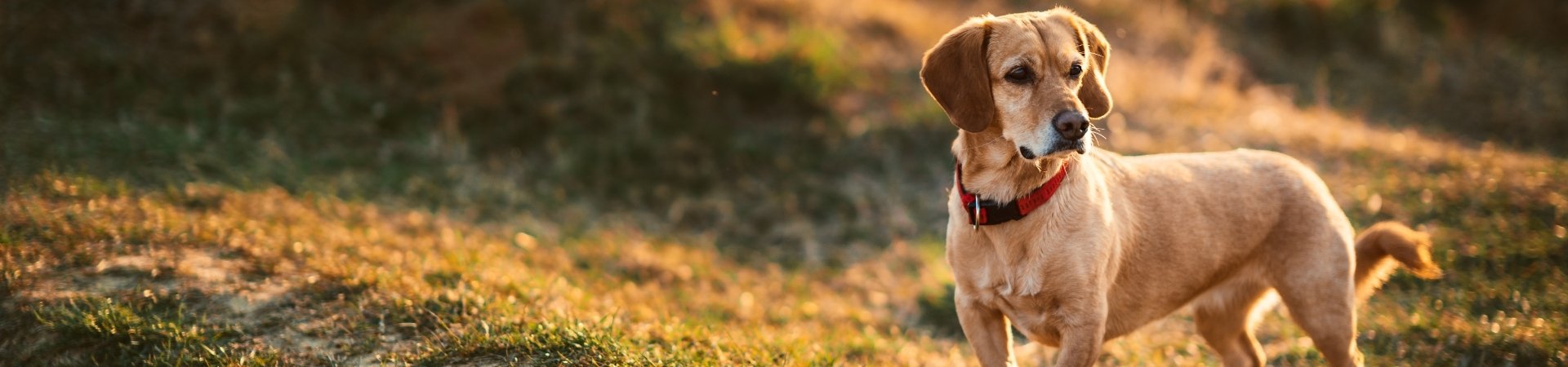 Ergänzungsfuttermittel für ältere Hunde