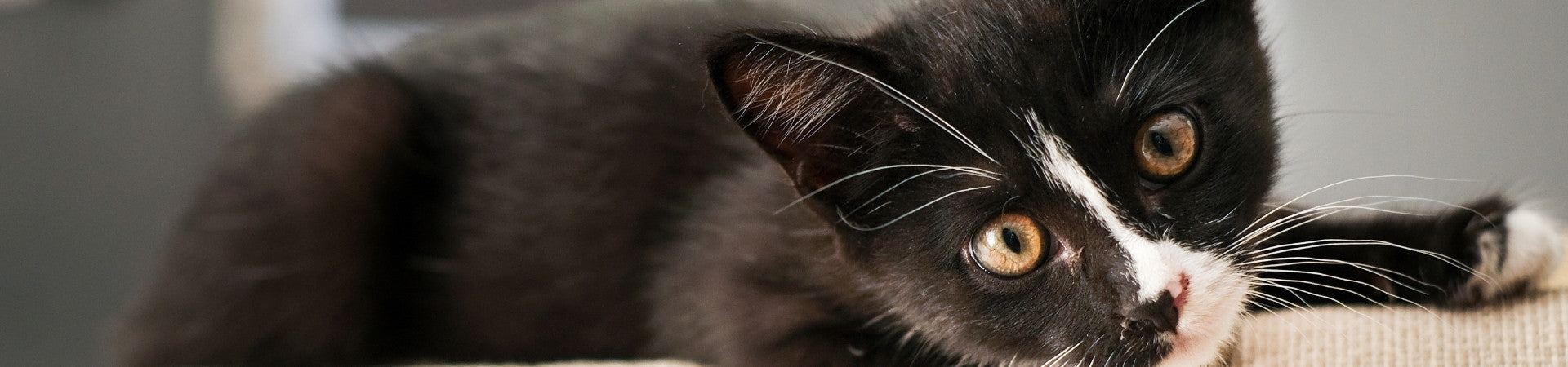 Mineralstoffe und Vitamine für Katzen