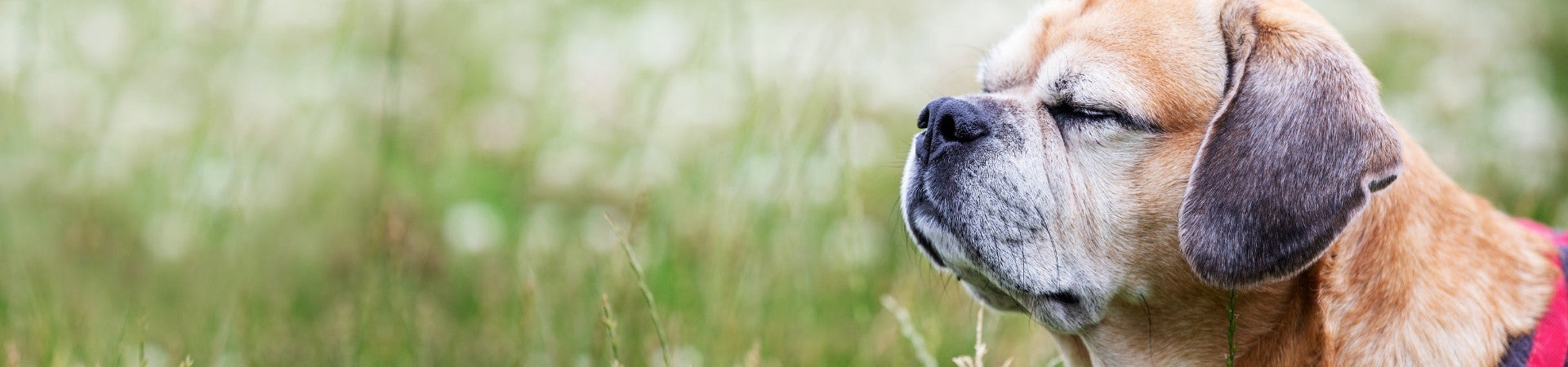 Hunde-Ergänzungsfuttermittel für ein starkes Herz