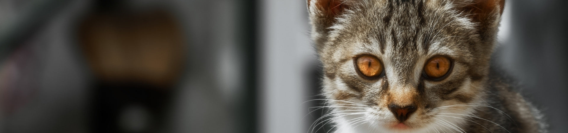 Katzen-Ergänzungsfuttermittel Augensalbe und Augentropfen