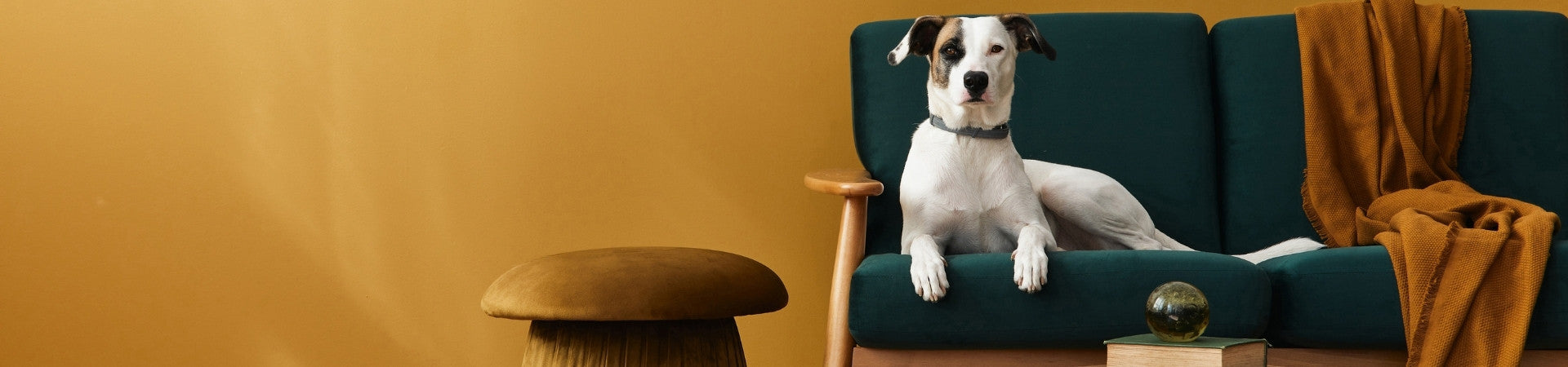 Hunde-Ergänzungsfuttermittel für ein gesundes Nervensystem