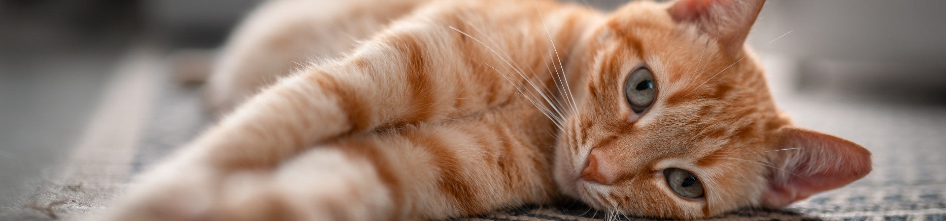 Katzen-Ergänzungsfuttermittel für die Bauchspeicheldrüse