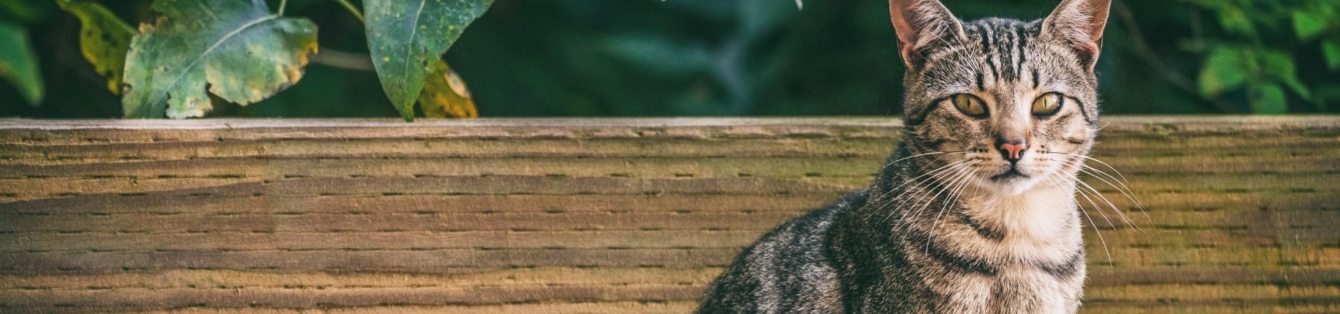 Ergänzungsfuttermittel für Katzen