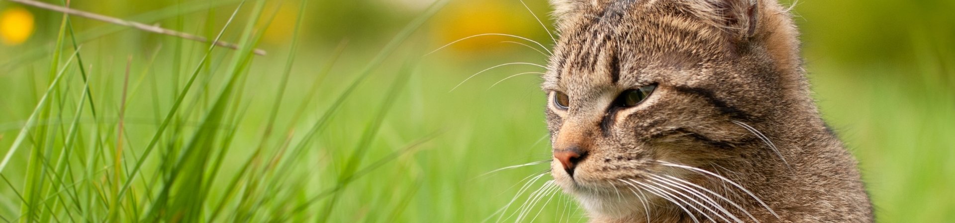 Katzen-Ergänzungsfuttermittel für die Ohrenpflege