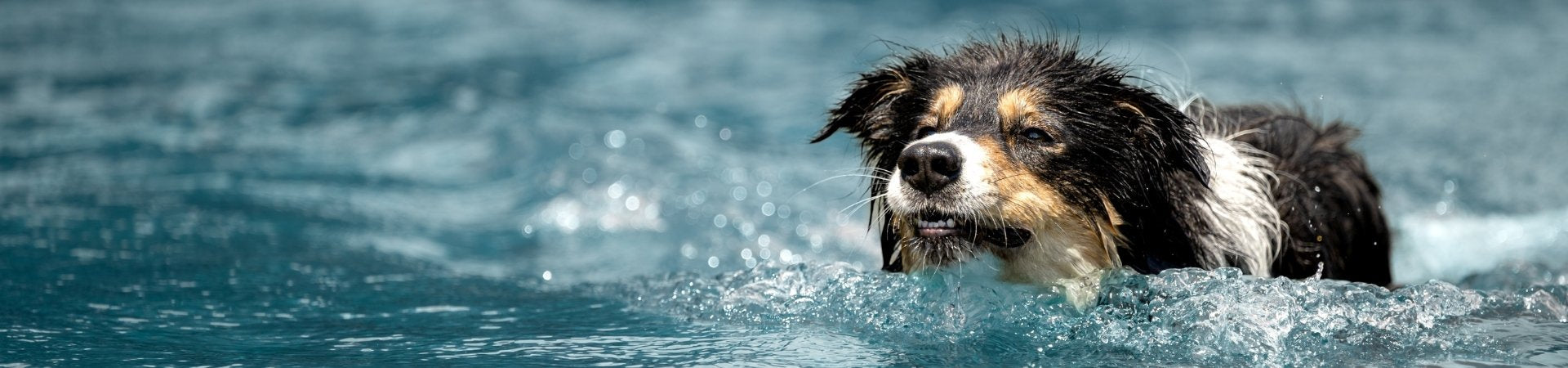 Hunde-Ergänzungsfuttermittel zur Ohrenreinigung
