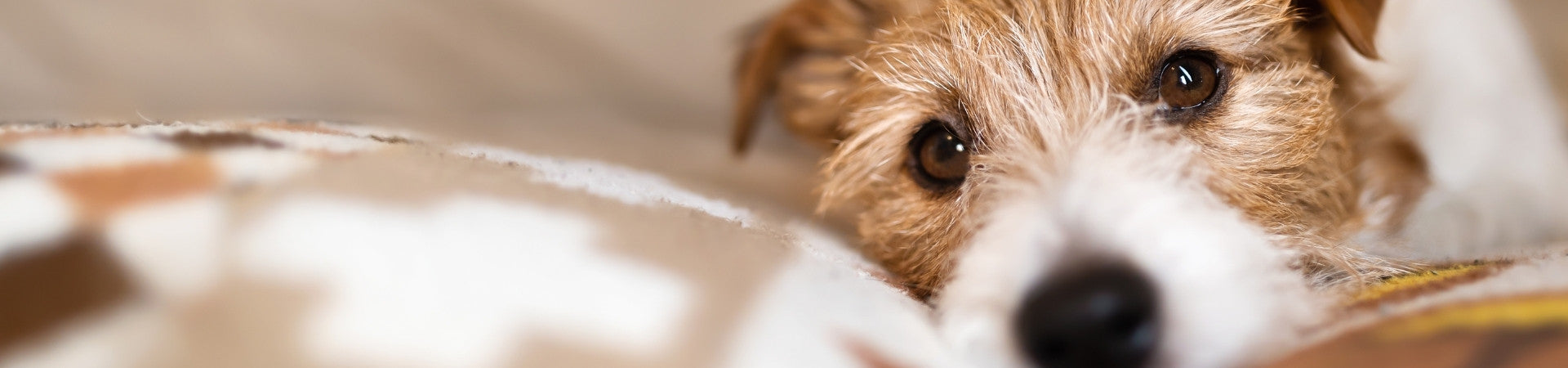 Hunde-Ergänzungsfuttermittel zur Beruhigung des Magens