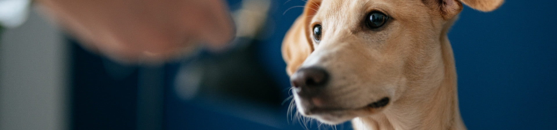Hunde-Ergänzungsfuttermittel für die Darmgesundheit