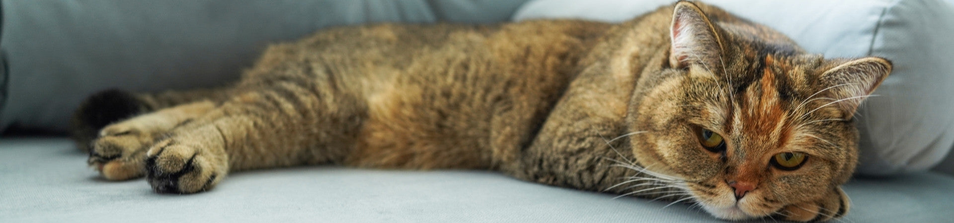 Katzen-Ergänzungsfuttermittel für den Leberschutz