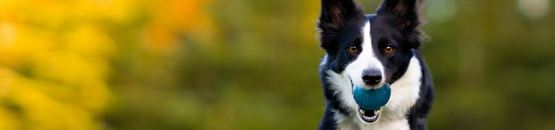 Hunde-Ergänzungsfuttermittel für die Augenpflege