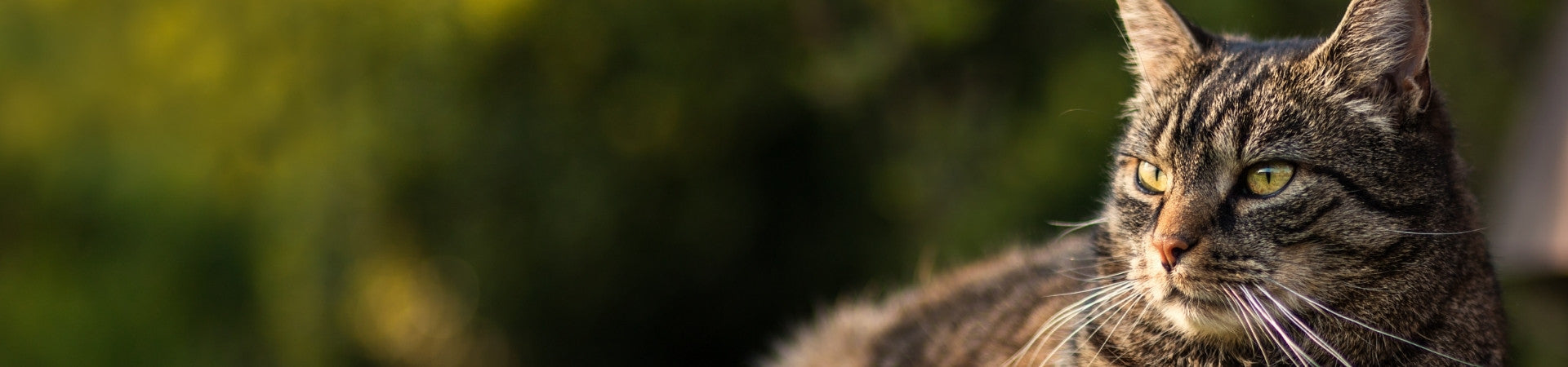 Ergänzungsfuttermittel für Senior-Katzen