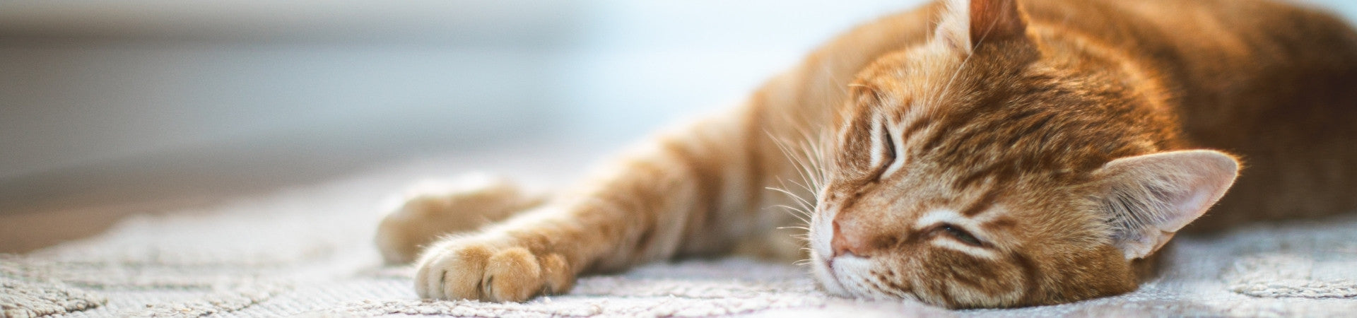 Katzen-Ergänzungsfuttermittel zum Stressabbau
