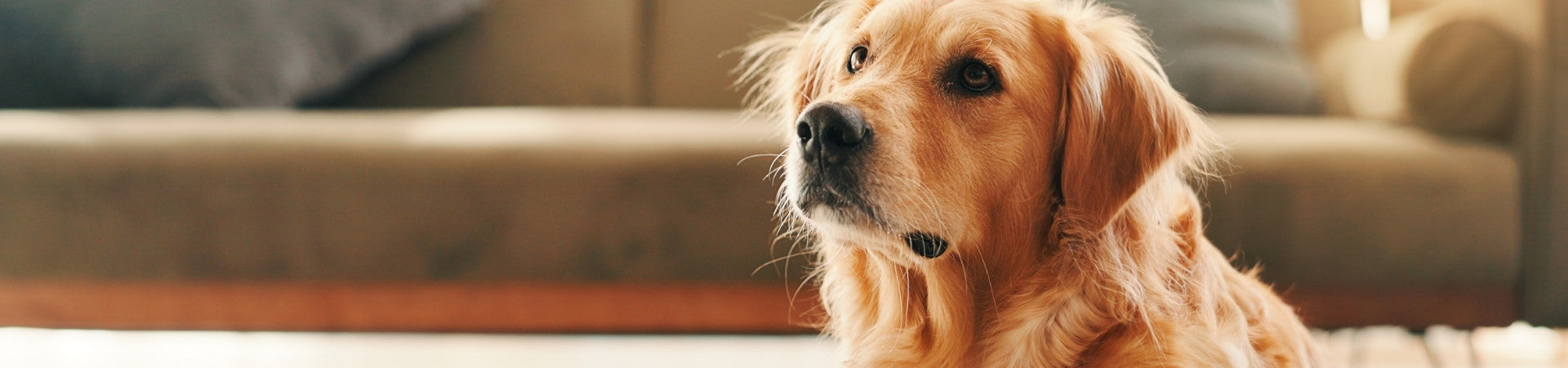 Hunde-Ergänzungsfuttermittel zur Stärkung des Immunsystems
