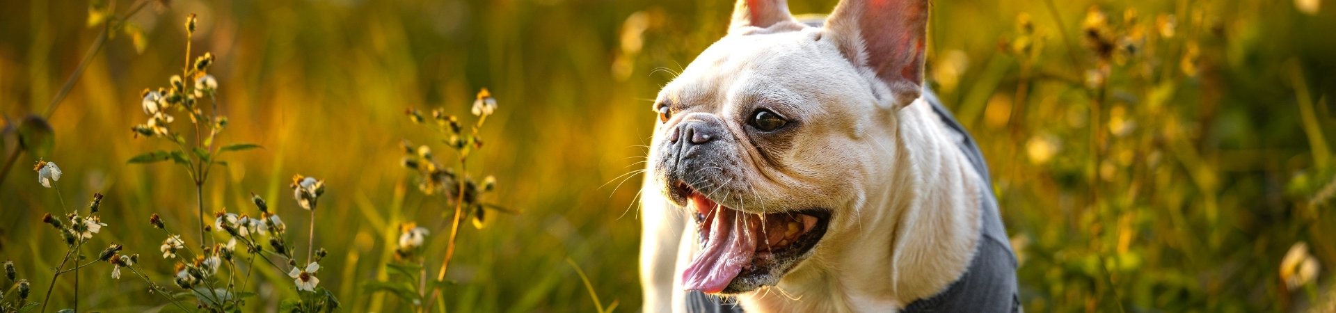 Hunde-Ergänzungsfuttermittel für die Harnwege und Blase