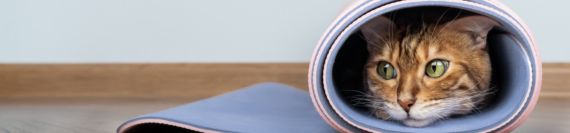 Katzen-Ergänzungsfuttermittel für die Darmgesundheit