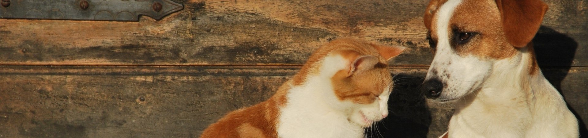 Ergänzungsfuttermittel für Gelenke