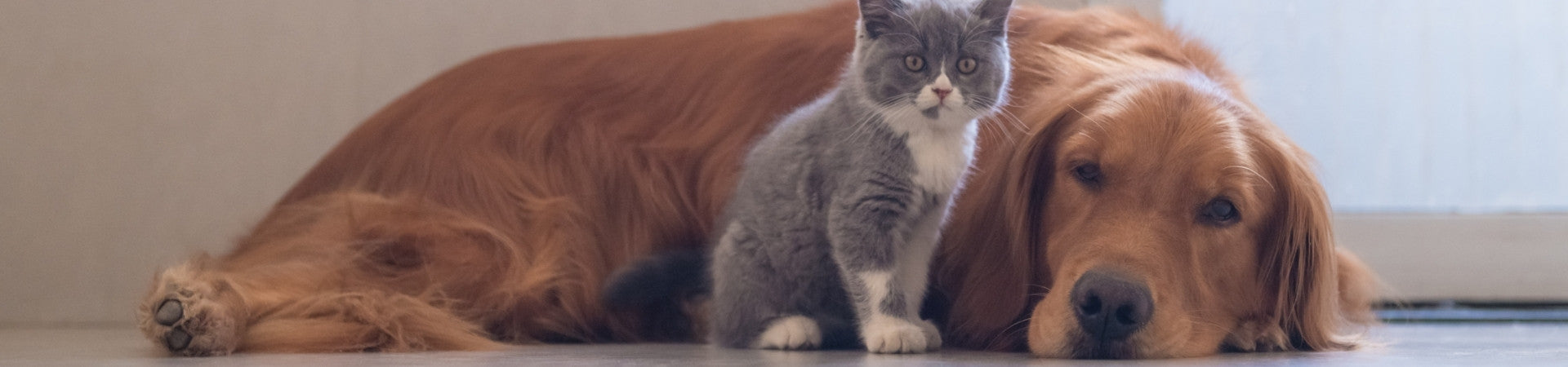 Ergänzungsfuttermittel für das Herz