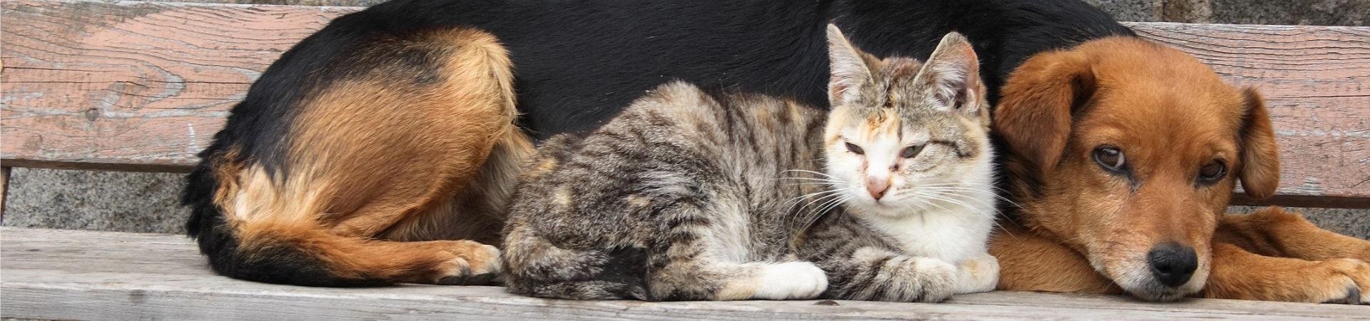 Ergänzungsfuttermittel für ältere Tiere