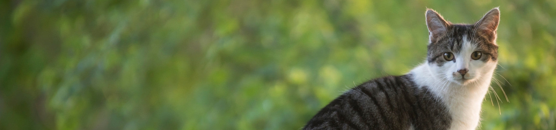 Katzen-Ergänzungsfuttermittel für ein starkes Herz
