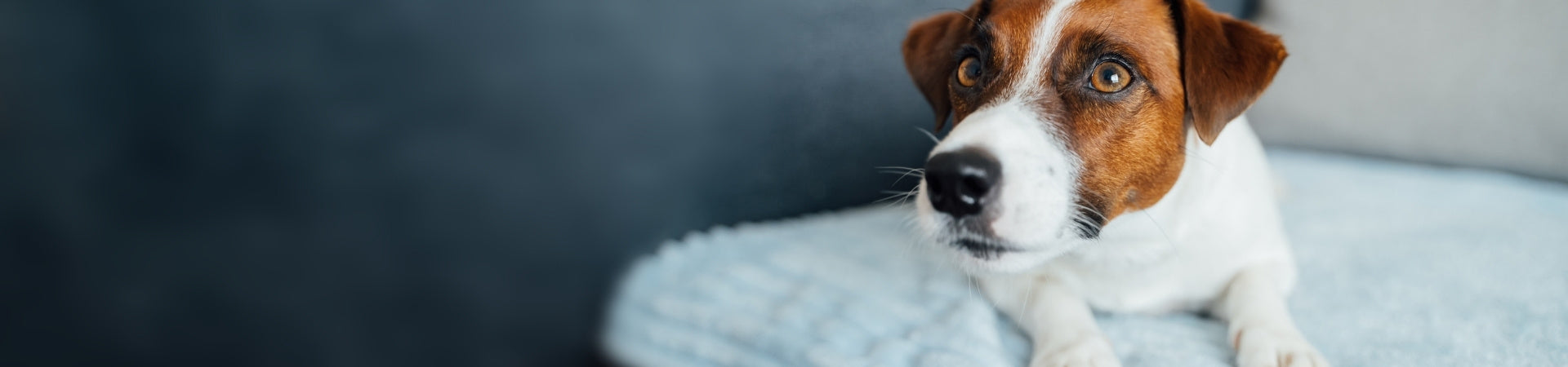 Ergänzungsfuttermittel für Hunde