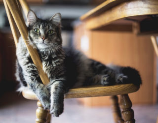 „Pfoten weg!“ – Dinge, die nichts auf dem Katzenspeiseplan verloren haben.
