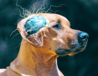 Die geistige Gesundheit Ihres Hundes – unser Demenzfragebogen