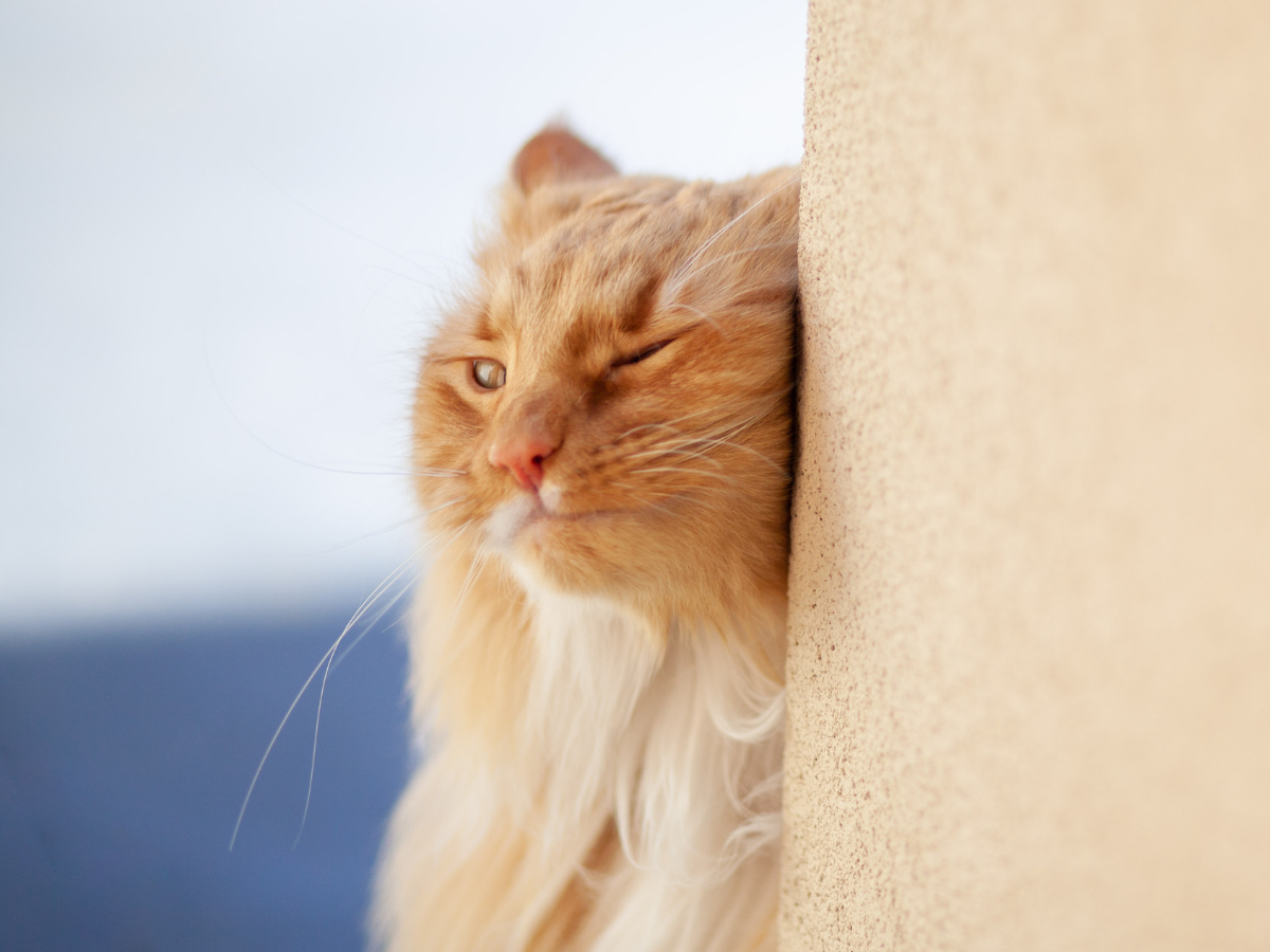 Katze markiert
