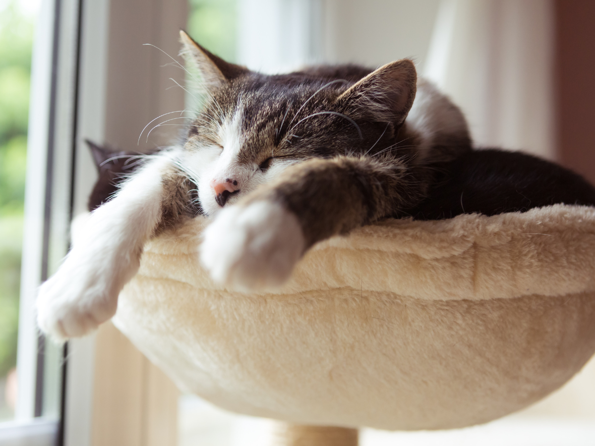 Hängematte für Katze
