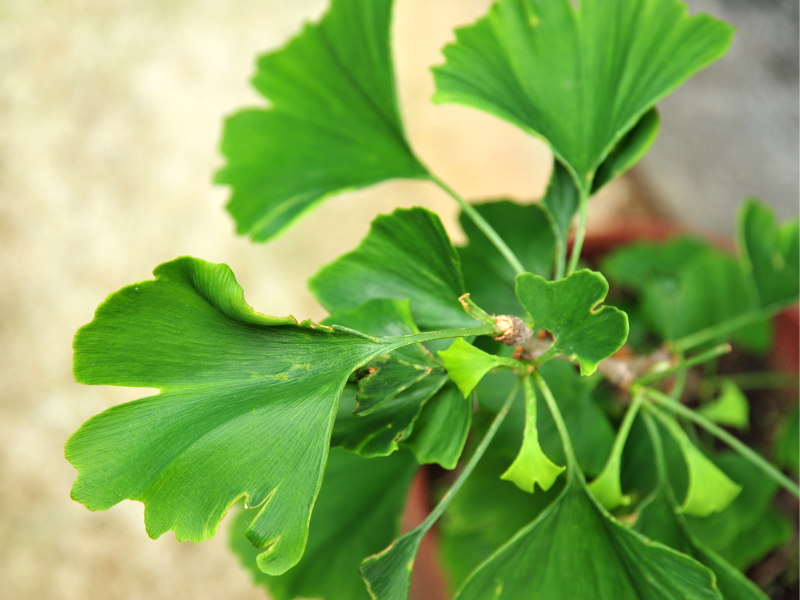 Ginko