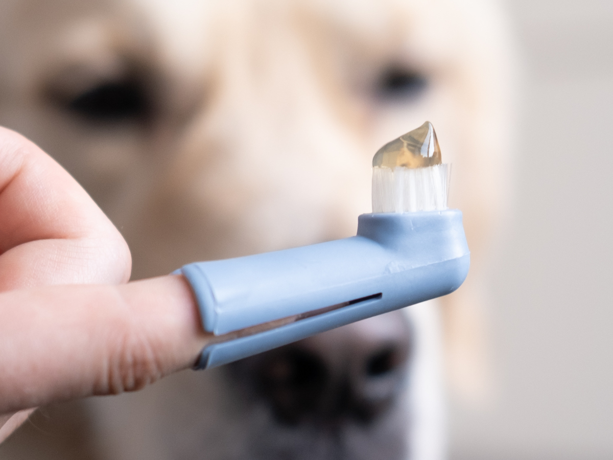 Gesundheit beginnt im Maul Fingerzahnbuerste