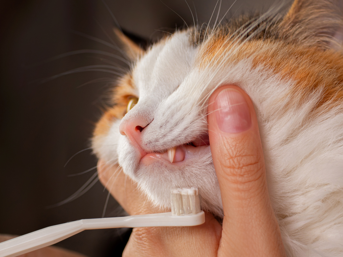 Gesundheit beginnt im Maul Katzenzahnbuerste