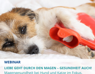 27.05.2025 Webinar für Tierärzte: <br>Liebe geht durch den Magen – Gesundheit auch