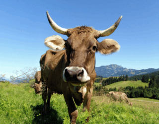 Abschied vom<br>allbovin®-Produktportfolio