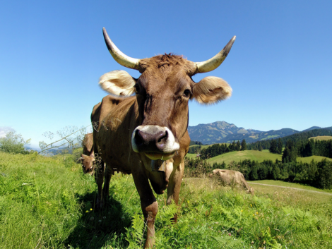 homepage-allbovin-abverkauf_