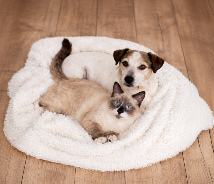 Gesund altern:</br> Unterstützung für Seniorentiere Gesund altern:</br> Unterstützung für Seniorentiere